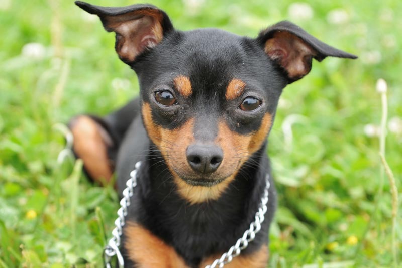 Horóscopo para cachorro: o que o signo do seu cão diz sobre ele – VitalPet  Brasil