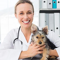 Clínica veterinária e especialidades